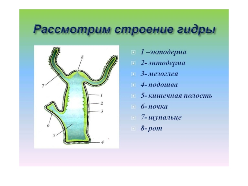 Кишечнополостные презентация 7 класс биология