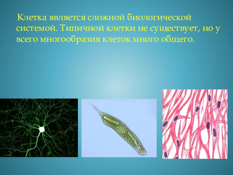 Функциями клеток являются. Биосистема клетка. Клетка является. Клетка является системой. Клетка сложная биологическая система.