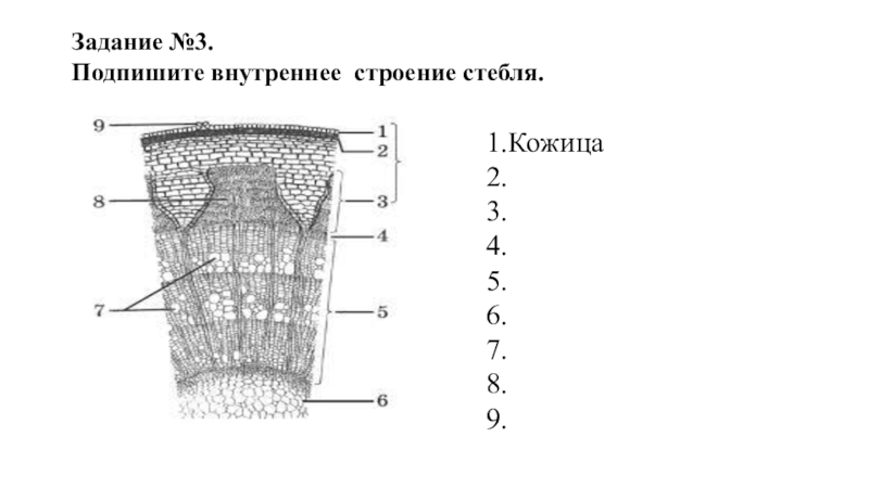 Схема внутреннего строения стебля биология 6 класс