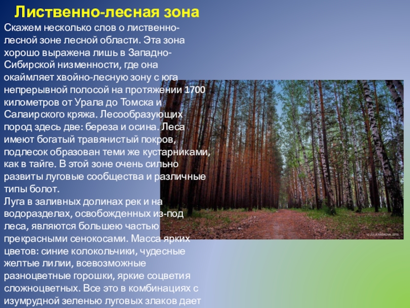 Древесина главное богатство этой зоны. Лиственные леса Западной Сибири. Лесные зоны где. Лес наше богатство. Основные лесообразующие породы.
