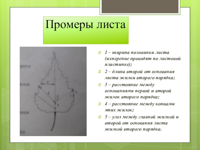 Измерение листьев. Жилки второго порядка. Жилки первого и второго порядка. Параметр измерения листьев.