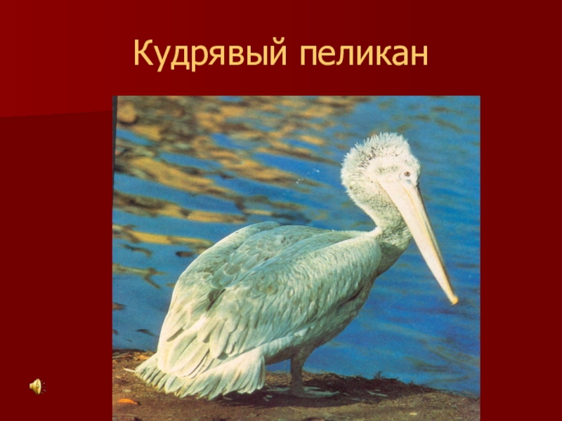 Красная книга калмыкии рисунок