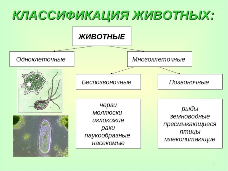 Животные биология 9 класс. Царство животных 5 класс биология одноклеточные и многоклеточные. Царства животных схема одноклеточные многоклеточные. Царство животных классификация схема 7 класс. Классификация животных одноклеточные и многоклеточные.