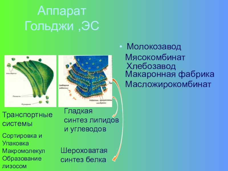 Клетки гольджи. Комплекс Гольджи Синтез. Аппарат Гольджи Синтез липидов. Аппарат Гольджи синтезирует липиды. Функции аппарата Гольджи Синтез белков.