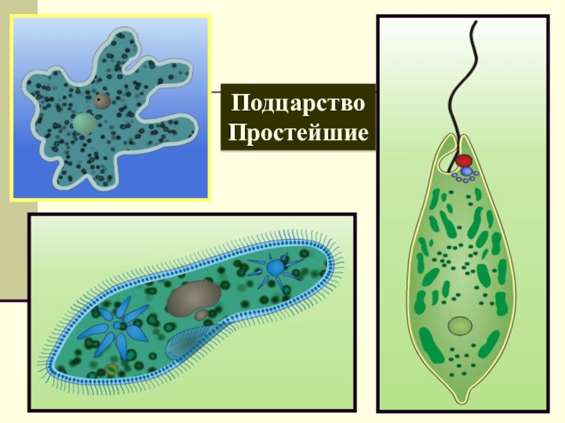 Любое простейшее животное