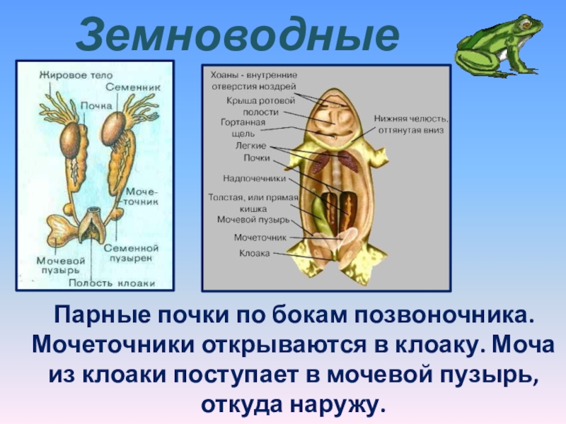 Выделительная система 7 класс биология презентация