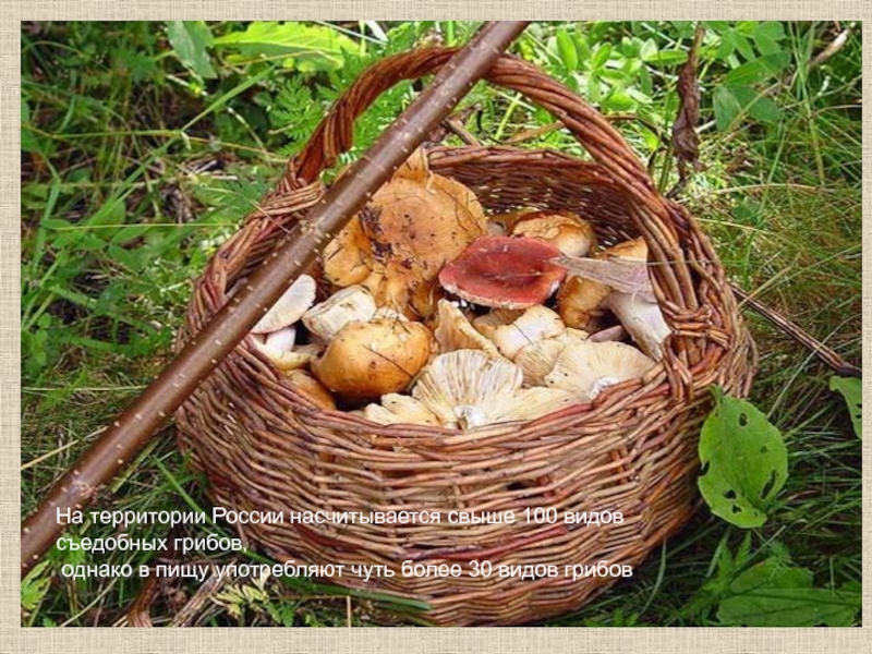 На территории России насчитывается свыше 100 видов съедобных грибов, однако в пищу употребляют чуть более 30 видов