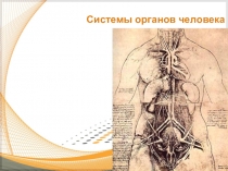 Презентация к уроку биологии в 9 классе Система органов человека