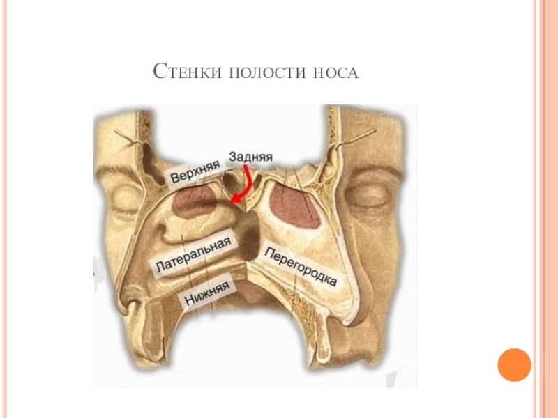 Стенки носа. Стенки носовой полости анатомия. Стенки носовой полости образованы. Верхняя стенка полости носа образована. Верхняя стенка носовой полости анатомия.