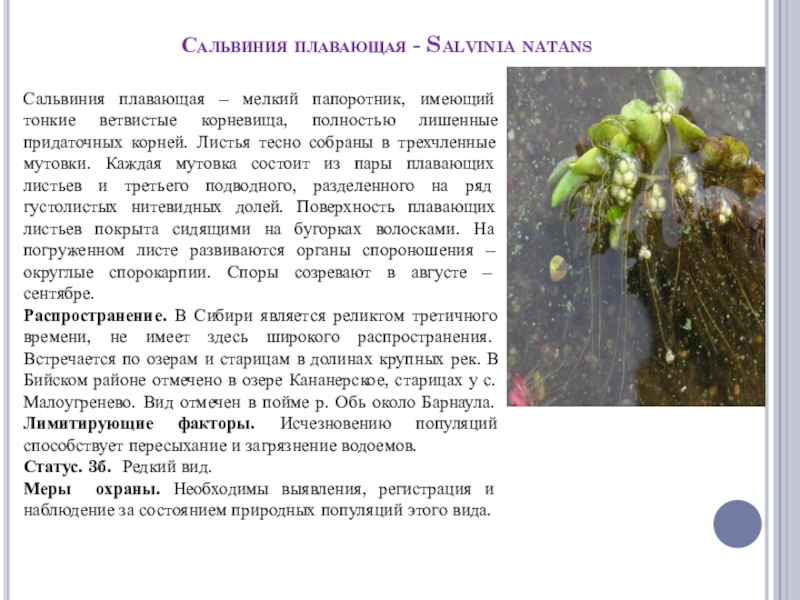 Сальвиния плавающая - Salvinia natansСальвиния плавающая – мелкий папоротник, имеющий тонкие ветвистые корневища, полностью лишенные придаточных корней.