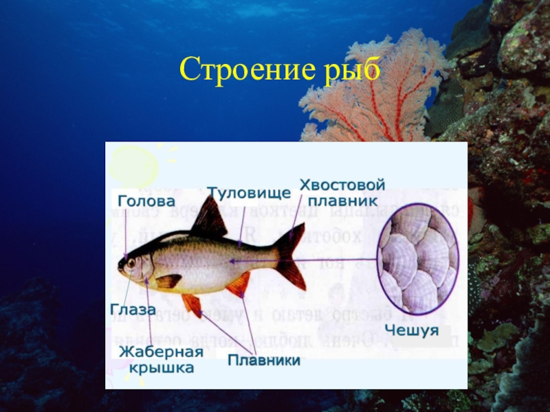 Строение рыбы рисунок 2 класс