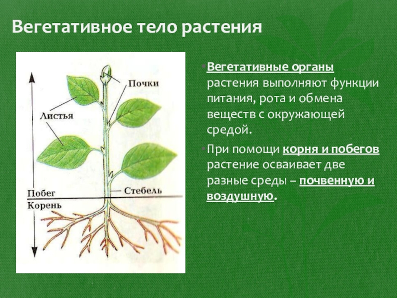 Участие вегетативных органов растения