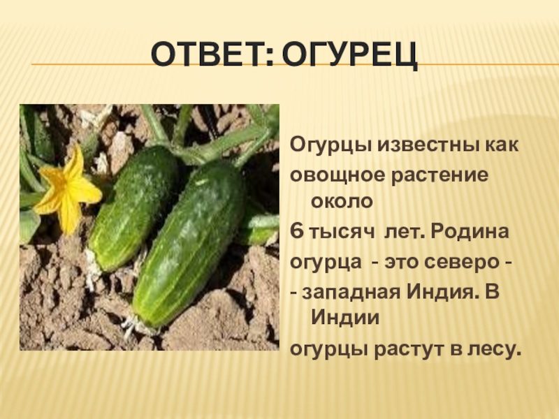 Презентация про огурцы