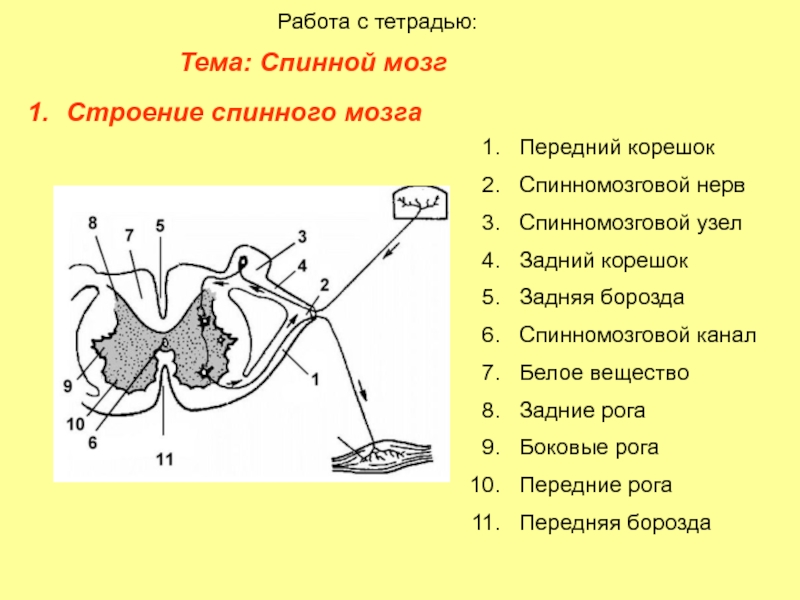 Передние рога спинного мозга. Строение спинномозгового узла. Строение спинного узла. Спинальный узел препарат. Борозда спинномозгового нерва.