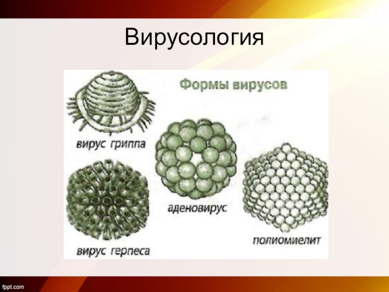 Вирусология. Вирусология вирусы. Вирусология наука о вирусах. Вирусология это в биологии. Разделы вирусологии.