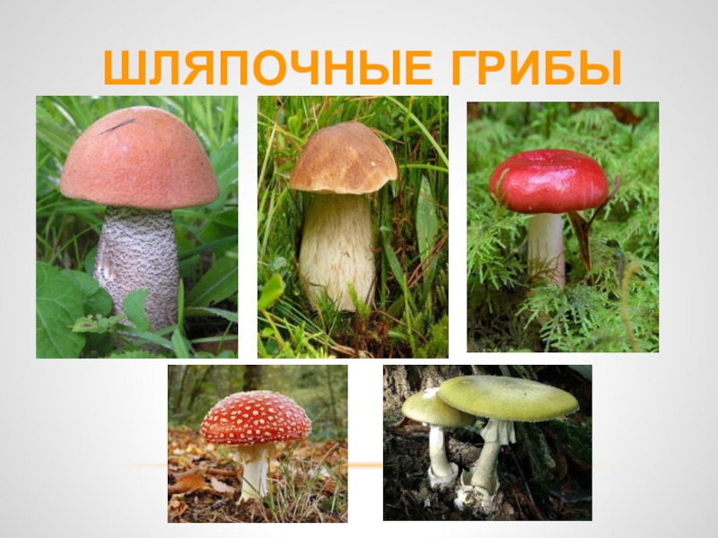 Три группы шляпочных грибов. Шляпочные грибы. Царство грибов Шляпочные. Шляпочные грибы картинки. Представители шляпочных грибов.