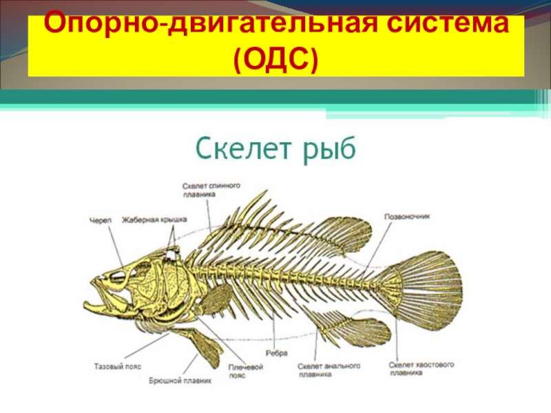 Класс рыбы внутреннее строение презентация 7 класс