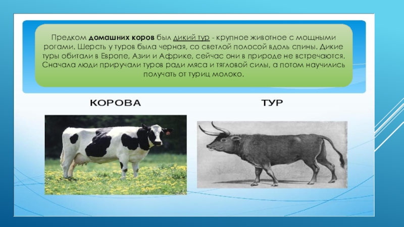 Предком какого. Дикие предки домашней коровы. Предки домашних коров. Дикий предок коровы. Домашнее животное и их дикий предок.