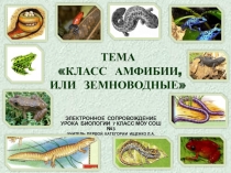 Презентация Класс Земноводные (7 класс)