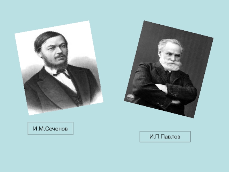 Сеченов утомление. И М Сеченов и и п Павлов. Сеченова и Павлова. И. М. Сеченова и и. п. Павлова. И. М. Сеченова, и. п. Павлова, н. е. Введенского..