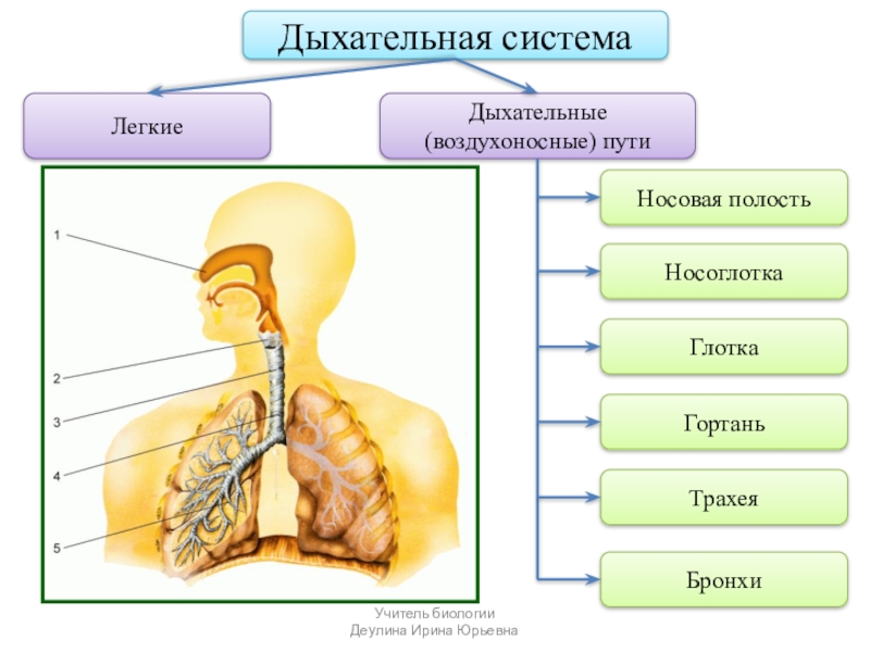 Биология схема дыхания