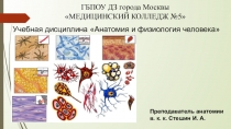 Презентация по анатомии на тему Гистология. Нервная ткань (8 класс)