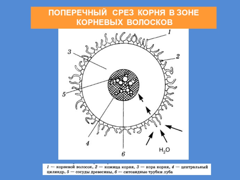 Срез корня. Поперечный срез корня в зоне всасывания. Поперечный разрез в зоне всасывания. Зоны корня на поперечном срезе. Поперечный срез корня.