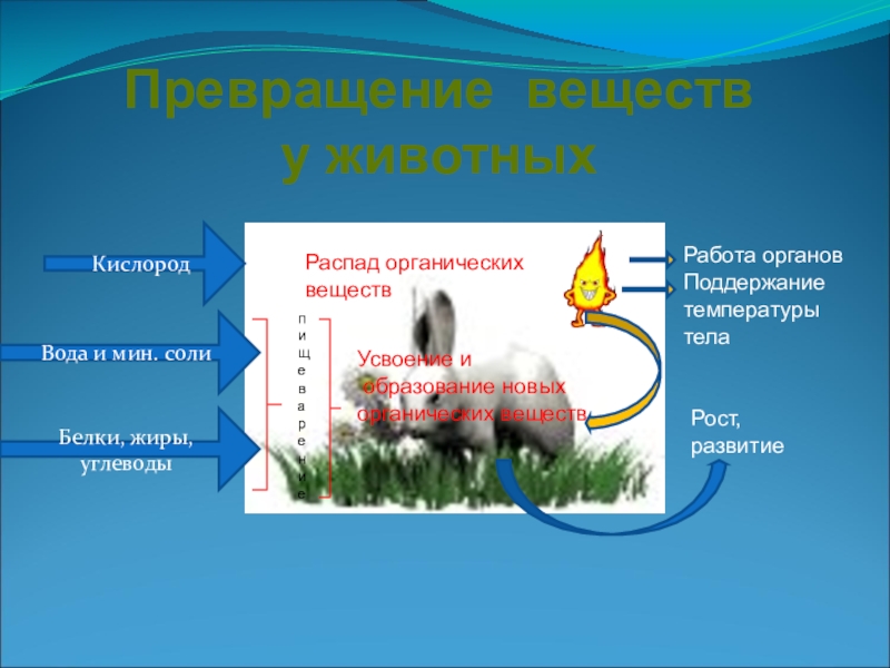 Презентация на тему обмен веществ главный признак жизни 6 класс презентация