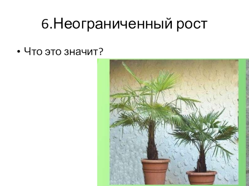 Неограниченный что означает. Неограниченный рост растений. Неограниченный рост. Ограниченный и неограниченный рост. Неограниченный рост это в биологии.