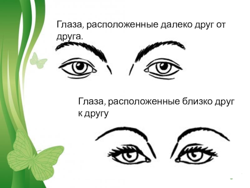 Дальше глазки. Глаза расположены далеко друг от друга. Близко расположенные глаза. Глаза расположены близко друг от друга. Глаза близко друг к другу.