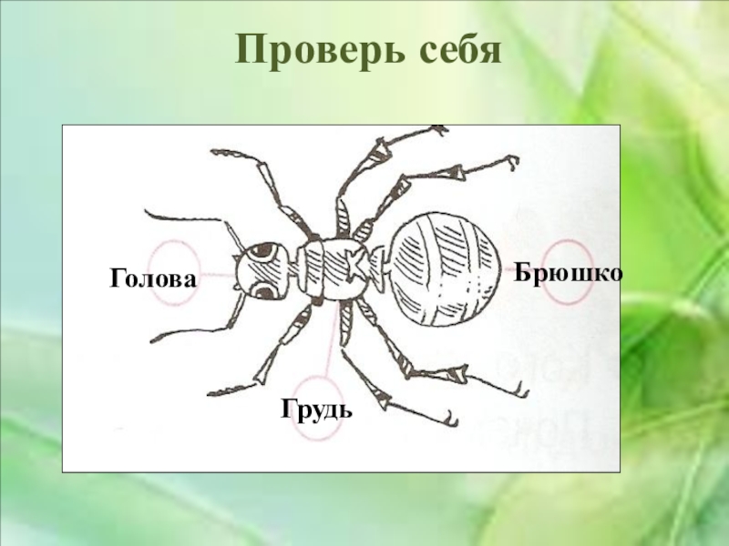 Строение муравья в картинках с подписями для детей