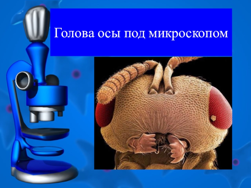 Что такое микроскоп презентация