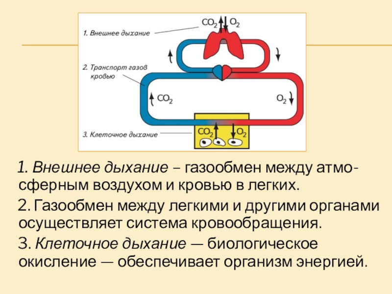 Клеточное дыхание кислород