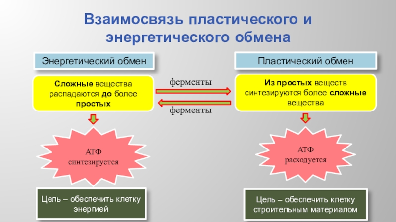 Обмен веществ 9 класс конспект