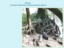 Презентация по биологии на тему: Корень, его строение и видоизменения