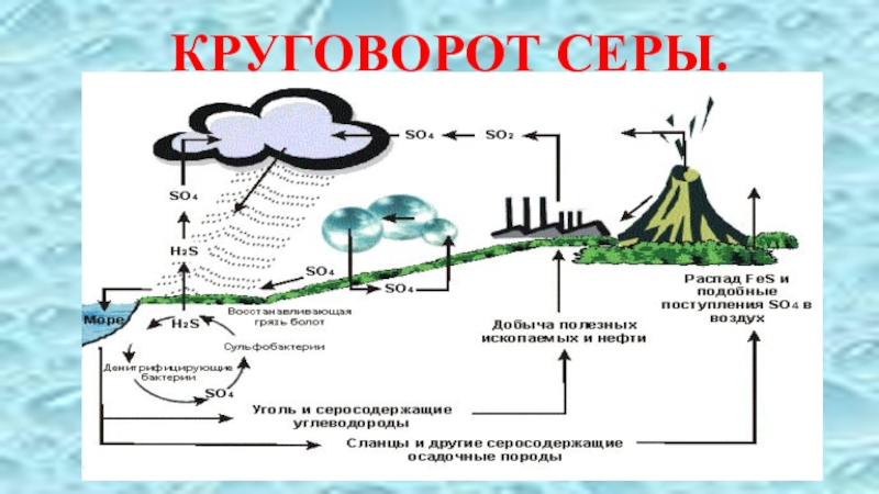 Круговорот серы в природе схема