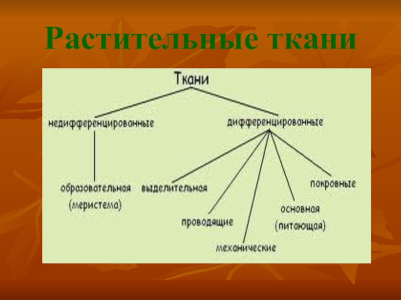 Схема тканей растений