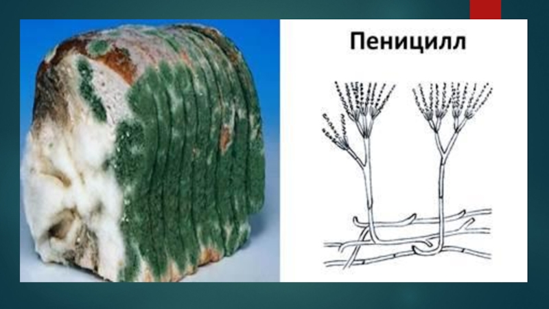 Зеленая плесень пенициллин. Плесневый гриб пеницилл. Гриб пеницилл плесень. Строение плесени пеницилл. Мицелий пеницилла.