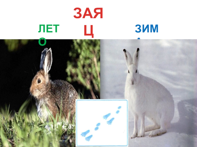 Заяц летом и зимой картинки для детей