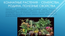 Презентация: Комнатные растения, семейства, родина, для детей младшего школьного возраста