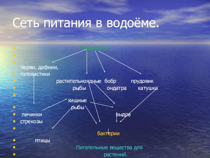 Рассмотрите на рисунке 1 схему пищевой сети пресноводного водоема распределите организмы