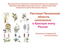 Презентация Растения Пензенской области, занесенные в Красную книгу России