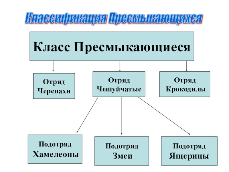 Отряды рептилий таблица