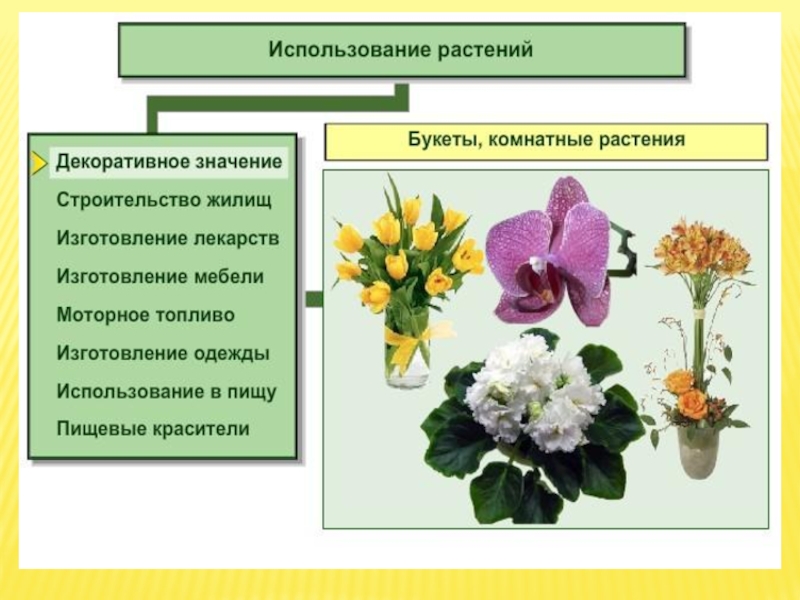 Применение цветов. Декоративное значение растений. Использование растений. Значение цветочно декоративных растений. Значение цветочно-декоративных растений для человека.