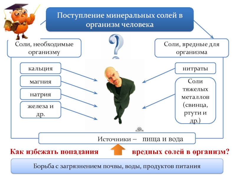 Составить план ответа на вопрос откуда поступают минеральные соли в организм человека