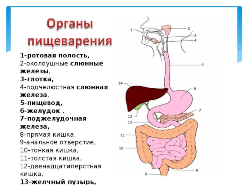 Органы ротовой полости человека егэ рисунок