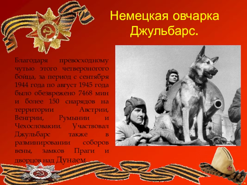 Большие герои большой победы. Немецкая овчарка Джульбарс. Джульбарс 1945. Джульбарс собака герой. Четвероногие герои.