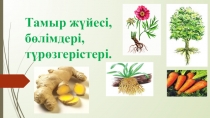 Презентация биологияданТамыр бөлімдері 6 сынып