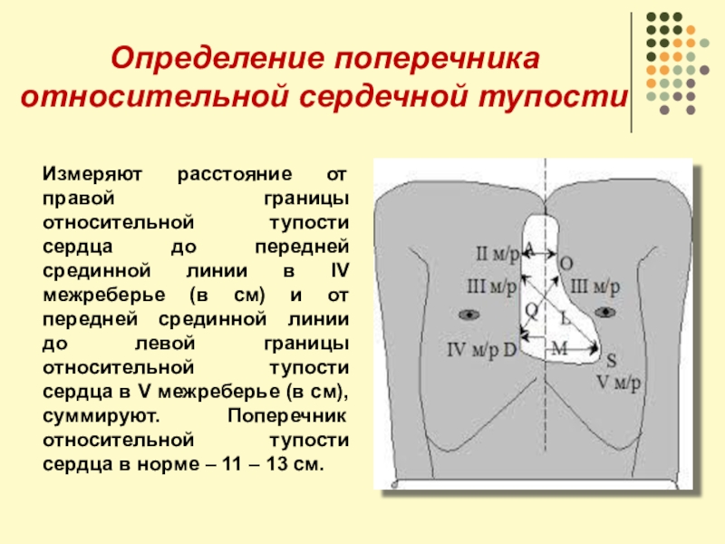 33 измерение. Поперечник относительной тупости сердца в норме. Поперечник сердца перкуссия. Определение поперечника сердца. Определение поперечника сердечной тупости.