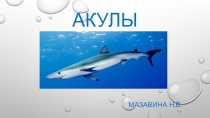 Презенация по биологии 7 класс на тему Акулы